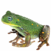 A new species of marsupial frog (Anura; ...
