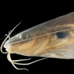 Mystus celator, a new species of catfish ...