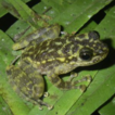Systematics of the Lao torrent frog, ...