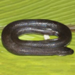 A new species of mud snake (Squamata: ...