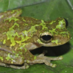 Two new species of torrent-breeding treefrogs ...