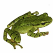 A new species of the genus Amolops (Amphibia: ...