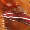 A new generic name for the “Lepadichthys” lin ...