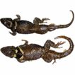 Hidden diversity within a polytypic species: ...