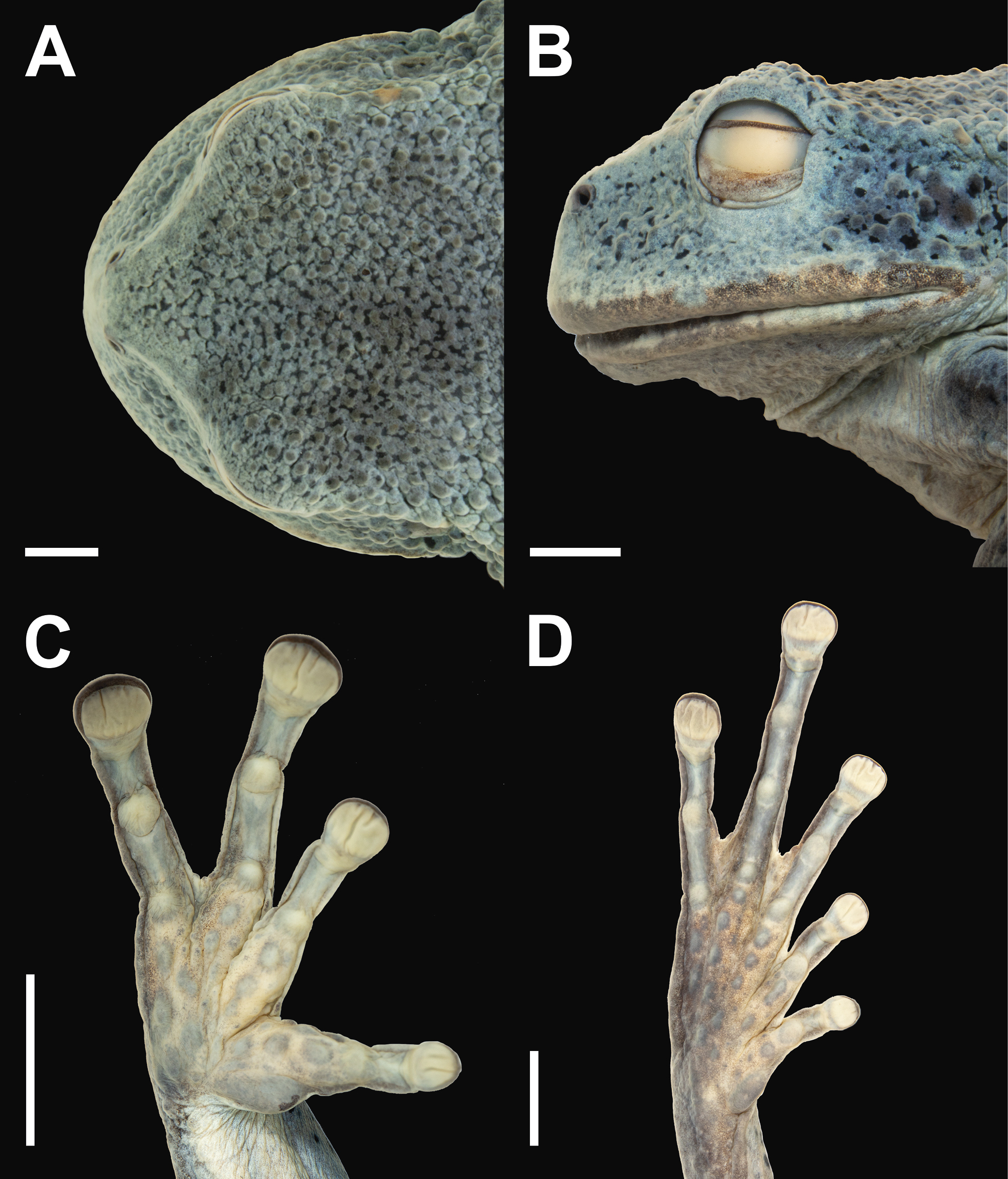 A new species of marsupial frog (Anura; Gastrotheca) from the Cordillera de  Colán in northeastern Peru