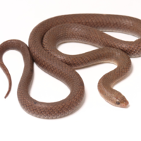 A new species of karst-associated kukri snake (Reptilia: Squamata 